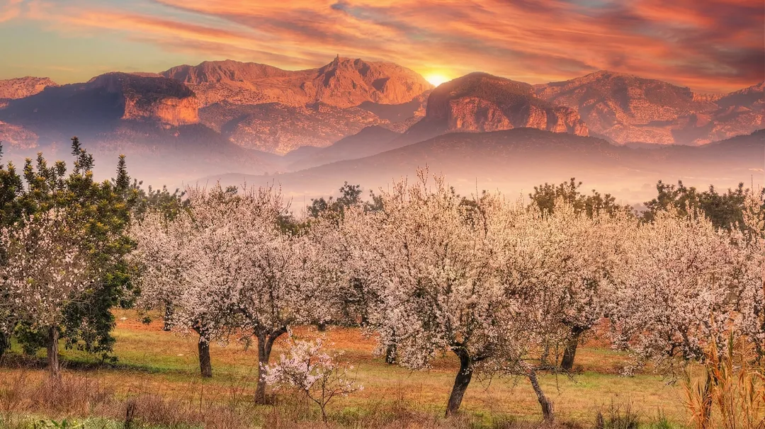 Mejor época viajar Mallorca almendros en flor